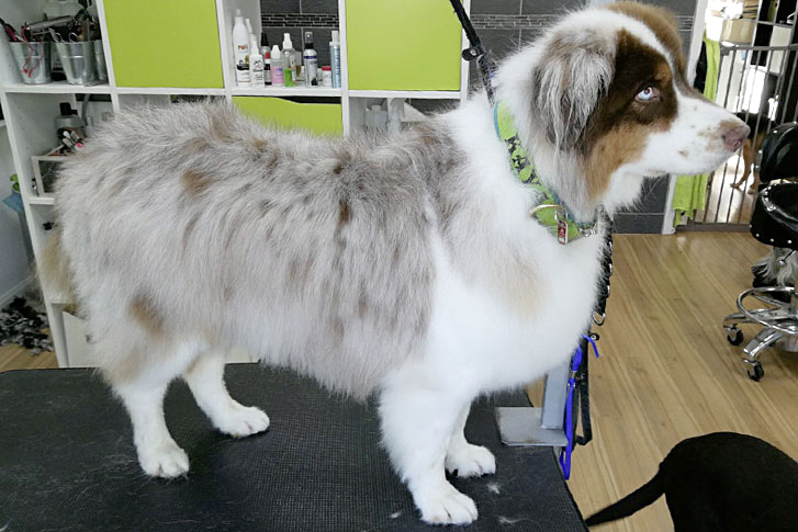 Australian Shepherd, Unterwolle entfernt und in Form geschnitten.