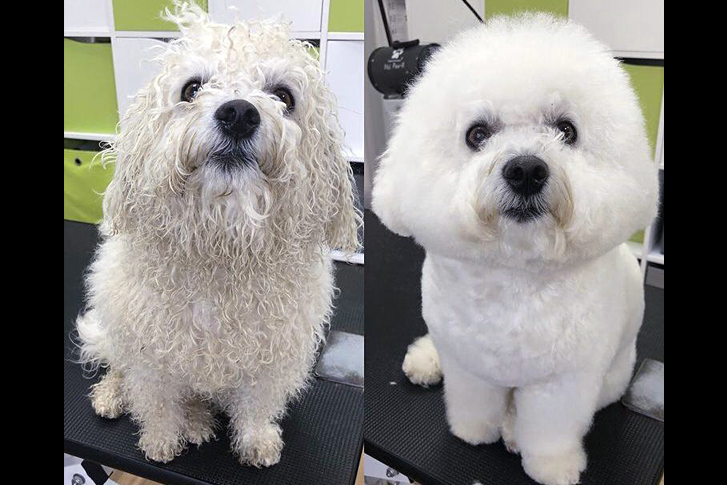 Bichon Frisé vorher/nachher, geschnitten nach Kundenwunsch.
