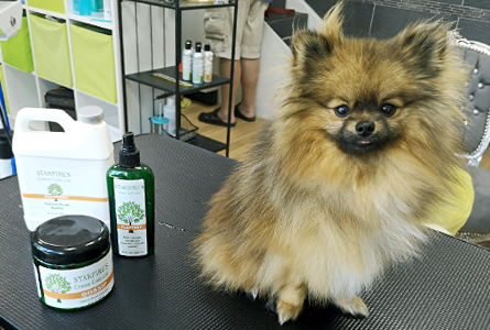 Hochwertige Pflegeprodukte vom Hundefriseur in Baden-Wuerttemberg