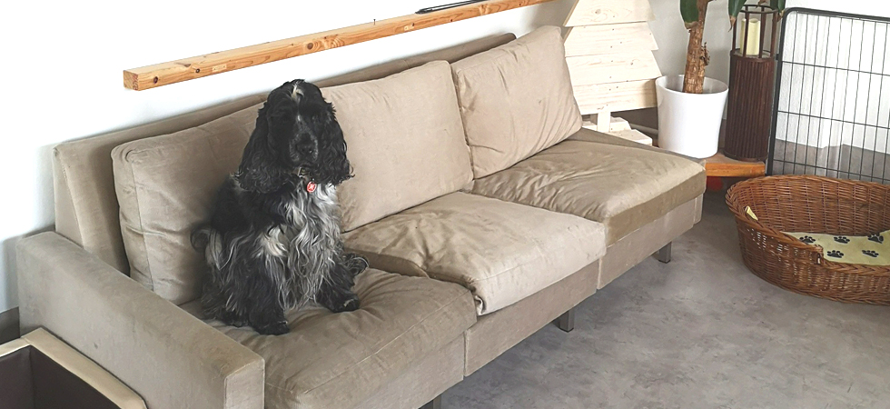 Betreuter Cocker Spaniel im Hundeparadies Hundebetreuung in Mössingen
