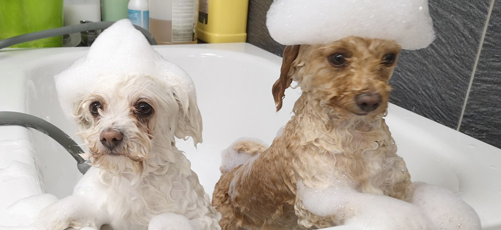 Hunde baden beim Hundefriseur in Mössingen