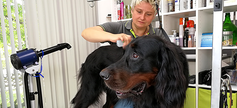 Fellpflege im Hundesalon Fellpflege beim Hundefriseur in Mössingen