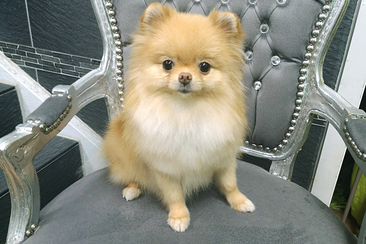 Pomeranian „Fussel“ gebadet und in Form geschnitten.