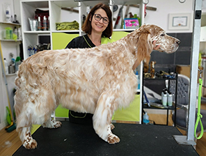 Rasseseminar English Setter in Mössingen