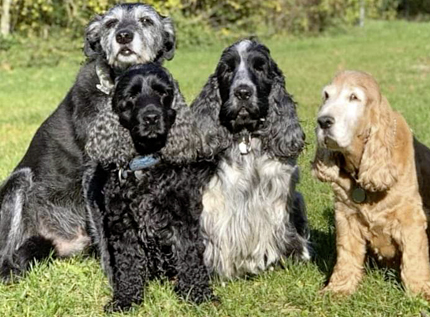 Salonhunde „Mio“ und „Woody“ mit Freunden Salonhunde bei Black Nose in Mössingen