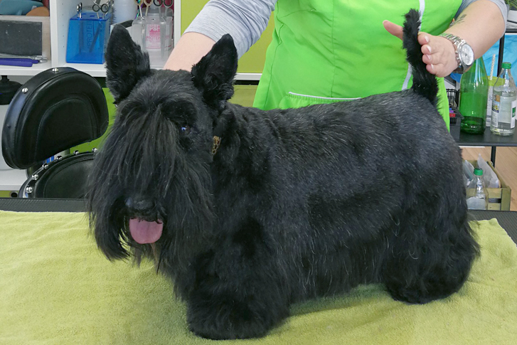 Scottish Terrier „Jule“ geschnitten nach Rassestandard.