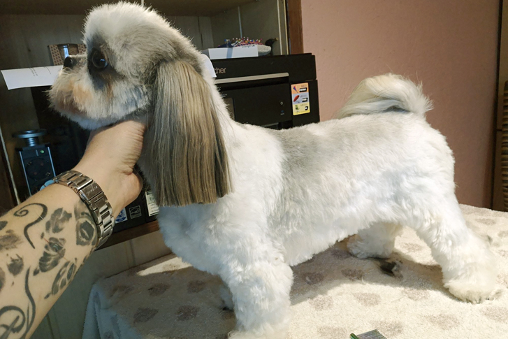 Shih Tzu „Lala“, neu frisiert.