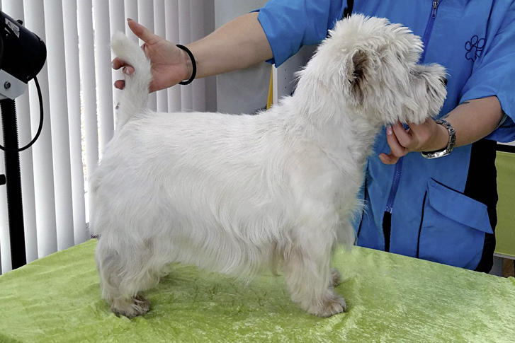West Highland White Terrier nach Standard trimmen